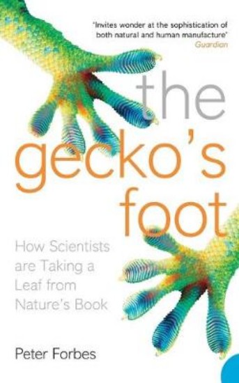 Picture of Gecko's Foot