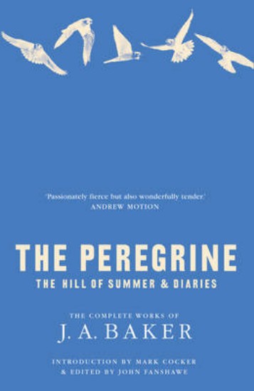 Picture of Peregrine