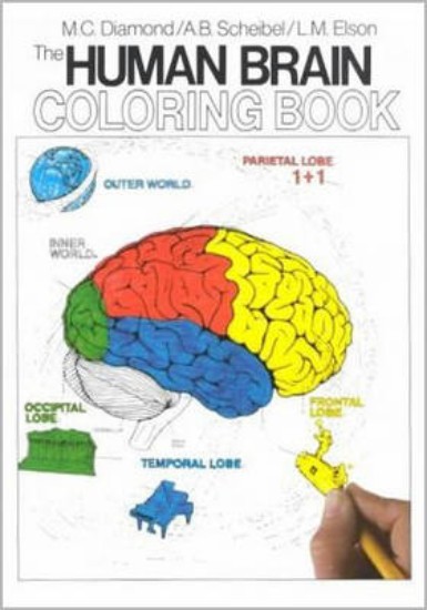 Picture of Human Brain Colouring Book