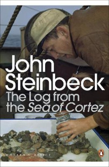 Picture of Log from the Sea of Cortez