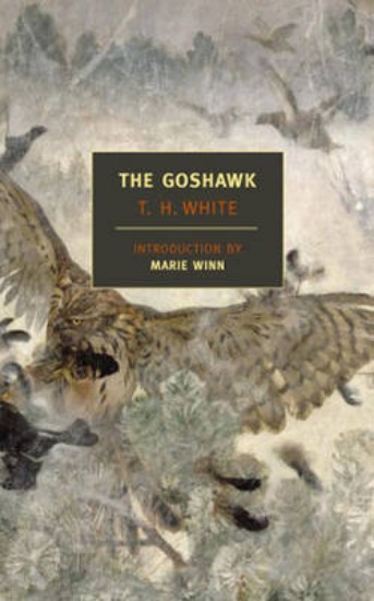Picture of Goshawk