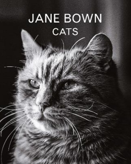 Picture of Jane Bown: Cats