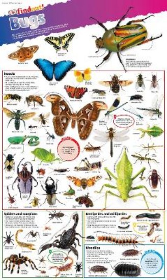 Picture of DKfindout! Bugs Poster