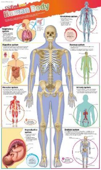 Picture of DKfindout! Human Body Poster