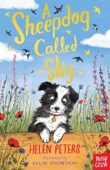 Picture of Sheepdog Called Sky