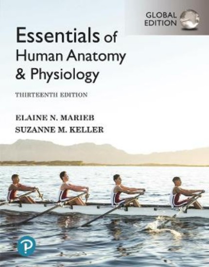 Picture of Essentials of Human Anatomy and Physiology 13ed