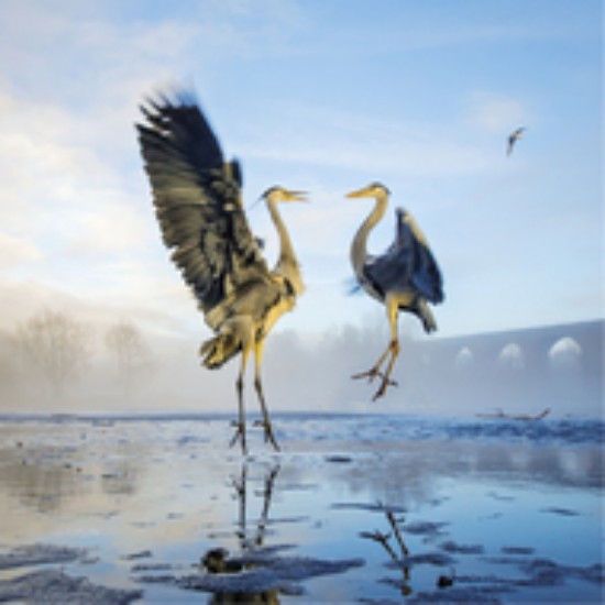 Picture of Greetings Card: Grey Herons