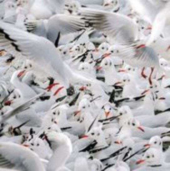 Picture of WT91400 - Black-headed Gulls in Winter Plumage