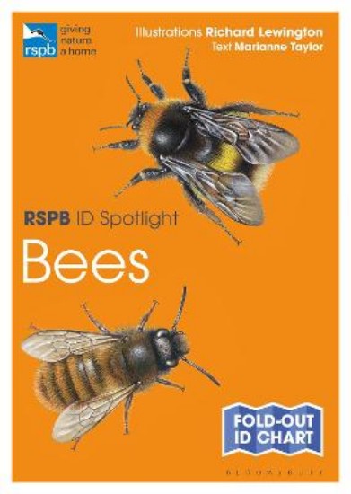 Picture of RSPB ID Spotlight - Bees
