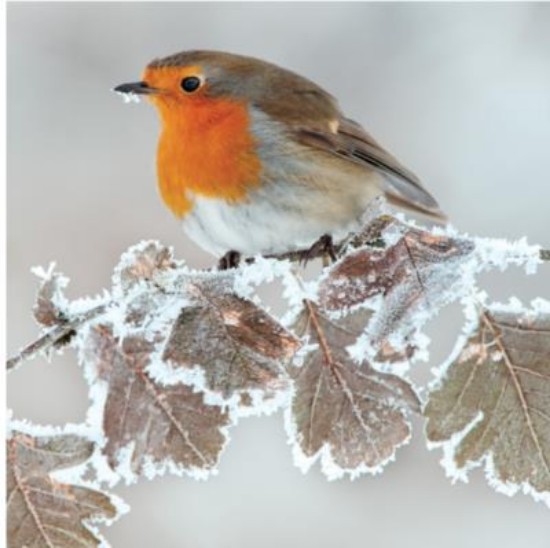 Picture of Christmas Cards: Robin on Frosty Leaves (Pack of 8)
