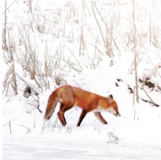 Picture of Christmas Cards: Red Fox in the Snow (Pack of 8)
