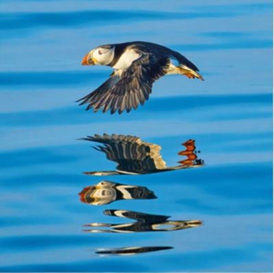 Picture of Greetings Card: Puffin in Flight