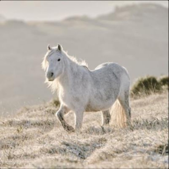 Picture of Greetings Card: Wild Pony