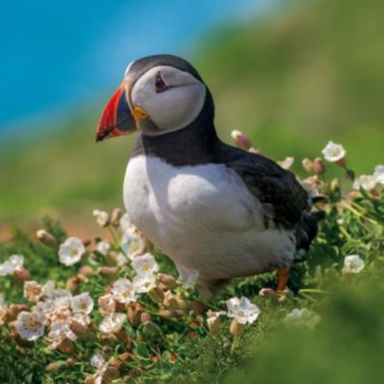 Picture of Greetings Card: Puffin