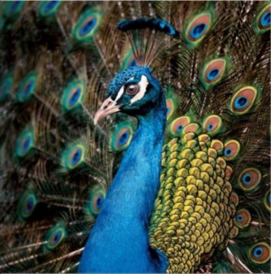 Picture of Greetings Card: Peacock