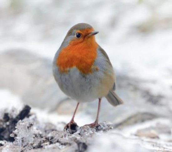 Picture of Xmas Greetings Card: Robin by Scott Morrish