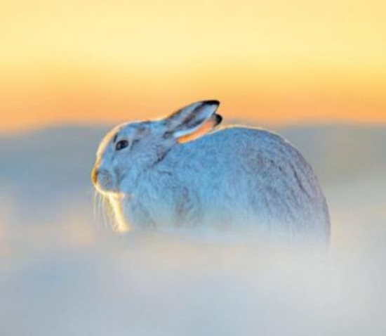 Picture of Xmas Greetings Card: Mountain Hare by Ben Hall